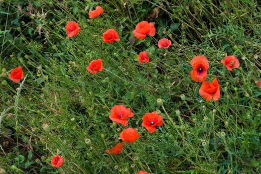 Close-up of red poppy flowers in summer