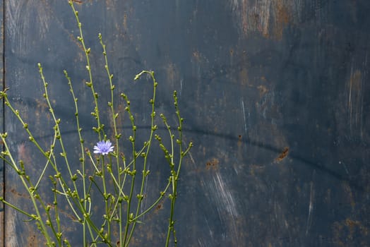 Texture, Background. Metal rusty painted plate