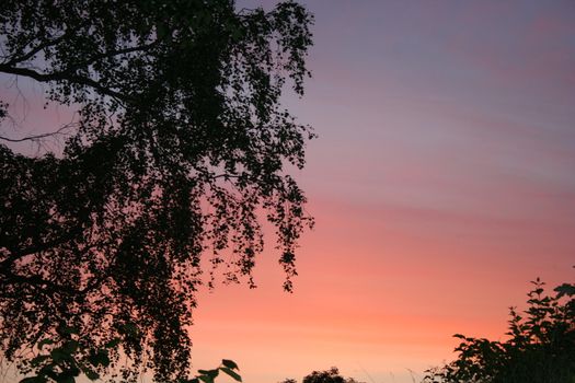 trees in sunset