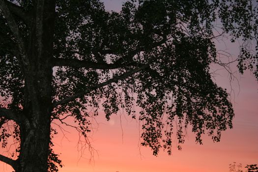 trees in sunset