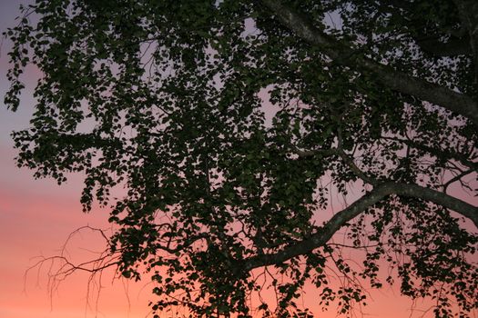 trees in sunset