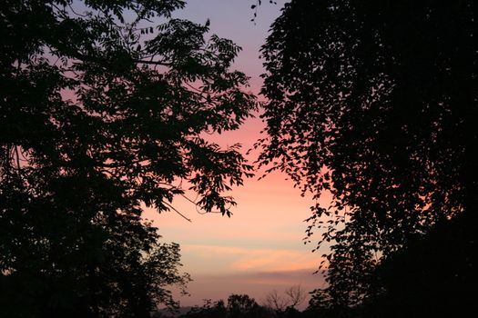 trees in sunset