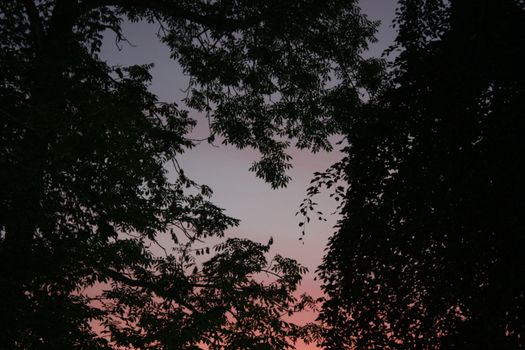 trees in sunset