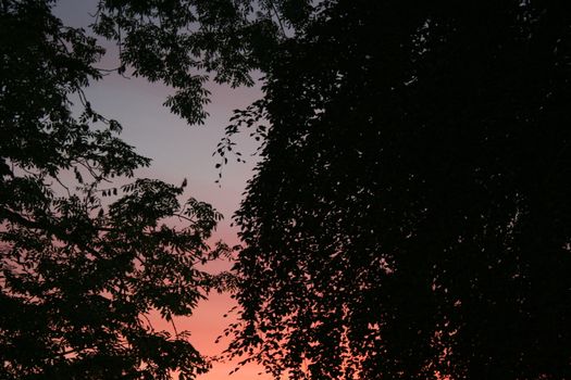 trees in sunset