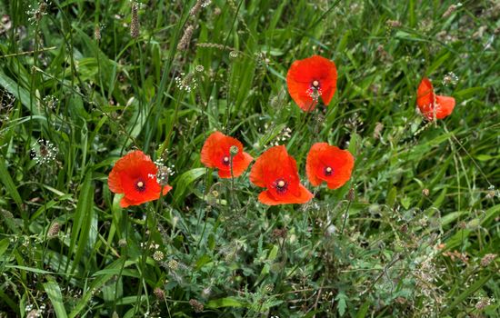 Red poppy on green background