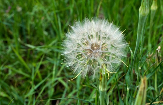 dandelion on a background of green grass