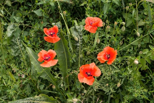 red poppies on a background of green grass