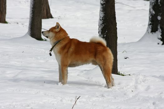 Beautiful Akita Inu proudly posing in  public park under the snow