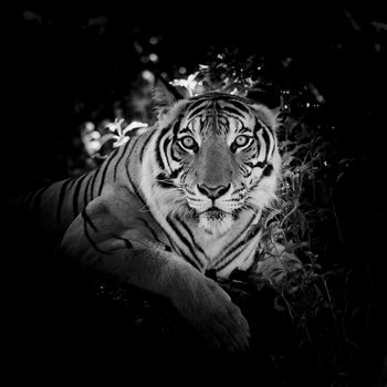 Black & White Beautiful tiger - isolated on black background