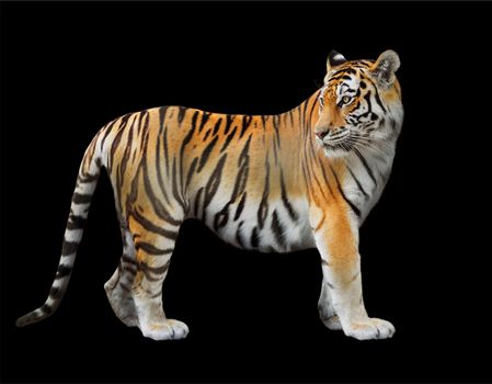 the Amur tiger close-up on a black background