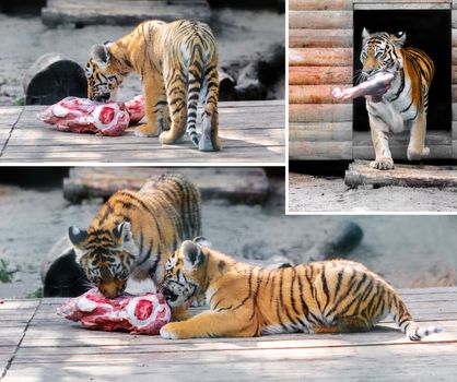 tiger and tiger cub eating piece of meat
