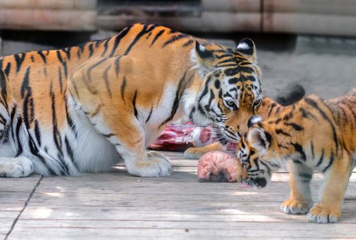 tiger and tiger cub eating piece of meat