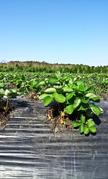 A strawberry farm under sunlight