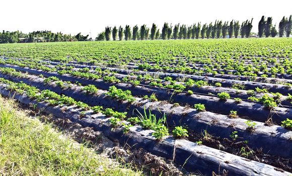 A strawberry farm under sunlight