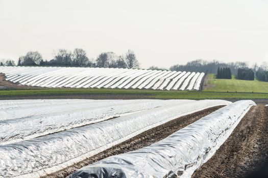 Long asparagus beds with white plastic film covered in the spring season.
