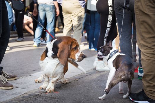 Two cute urban dogs, basset hound and french bulldog, getting to know and greeting each other by sniffing in crowd of people at street event.