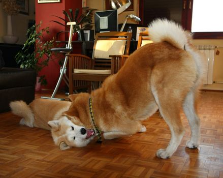 Beautiful Akita Inu dogs playing in the flat