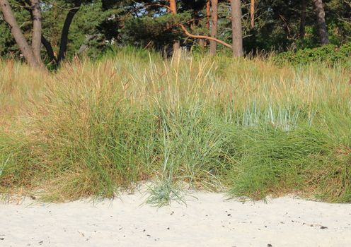 Wild leymus weed at sandy beach