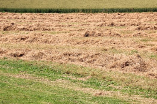 Harvested hay field in warm summer