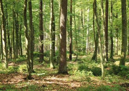 Spring forest bed with variety of tree types