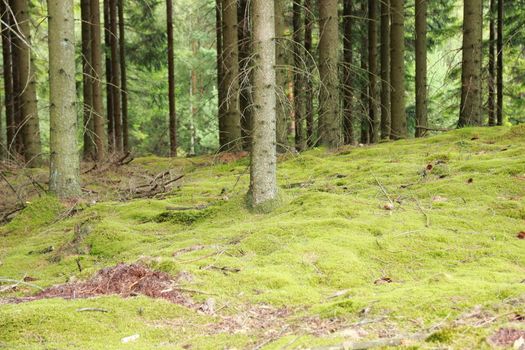 Morning pine forest bed with green moss