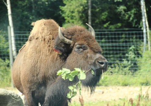 Bison eating leaves in forest