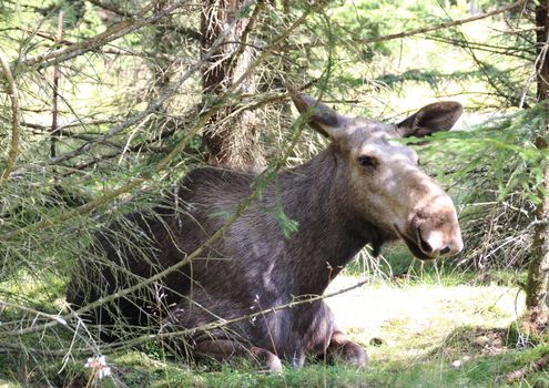 Moose cow laying in forest bed