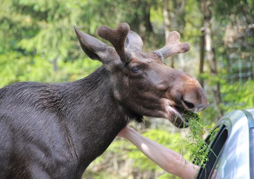 Moose petting from a car