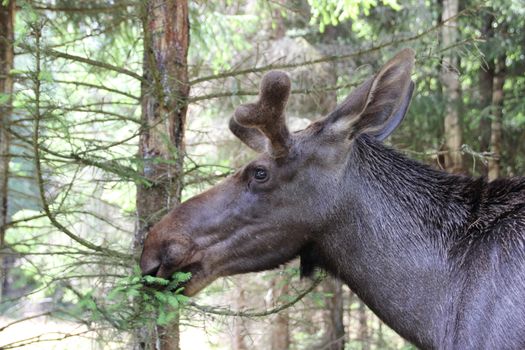 Male moose chewing on pine