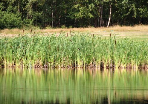 Reed reflection in lake with field and forest in background