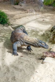 Komodo Dragon, the largest lizard in the world, at the zoo in Rome, Italy