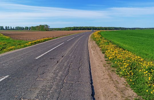 Along the road grow yellow dandelions.