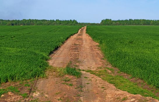 Sandy road surrounded by green shoots of wheat.