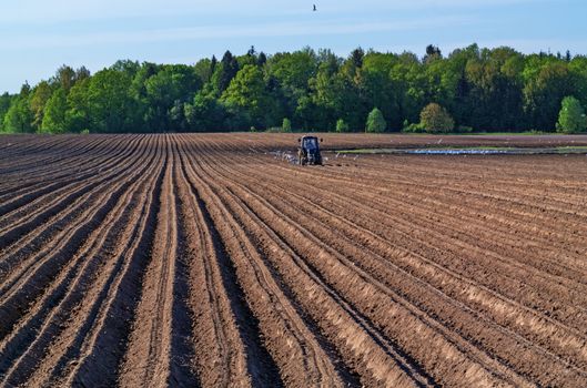 Tractor with a seeder with escort white birds.