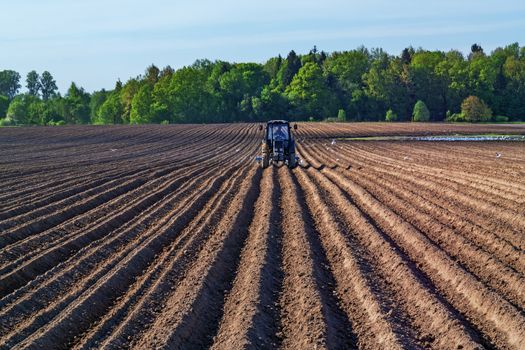 Tractor with a seeder with escort white birds.