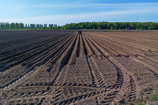 Tractor with a seeder with escort white birds.