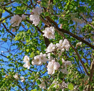 Pinkish white apple blossoms.