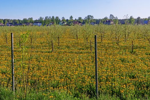 The garden is enclosed by a fence of wire mesh. Under the apple trees bloom dandelions.