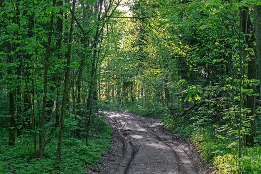 On ground road tracks from the wheels of the car.