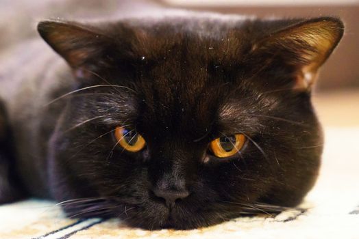 Portrait of a black British cat with orange eyes at the studio