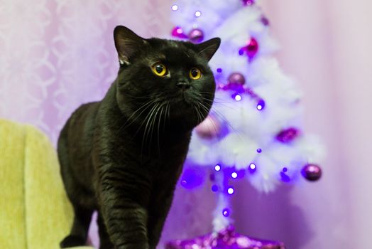 Black British cat posing for the camera near a white Christmas tree in the studio