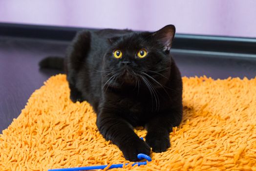 Black British cat with orange eyes follows and hunts a toy
