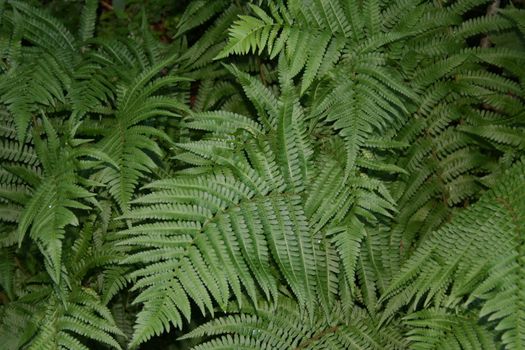 fern