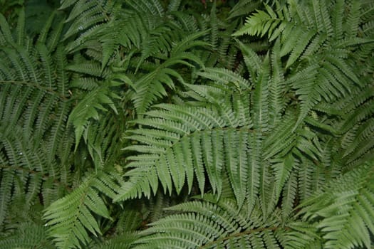 fern