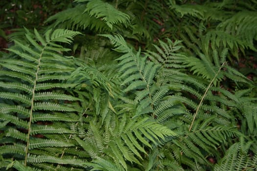 Fern