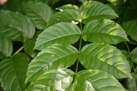 leaves