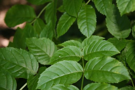 leaves