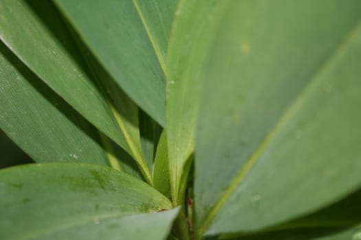 convallaria majalis