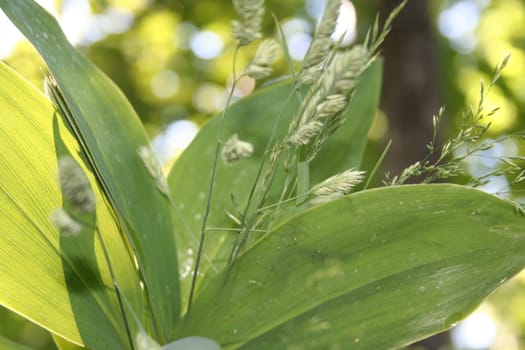 convallaria majalis