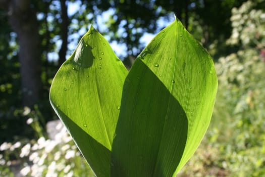 convallaria majalis